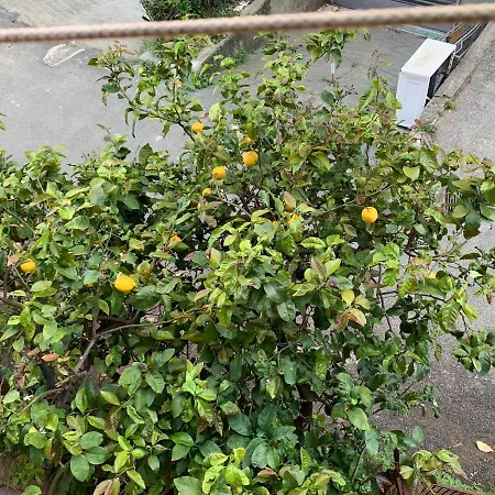 Lejlighed House Sunflower By World