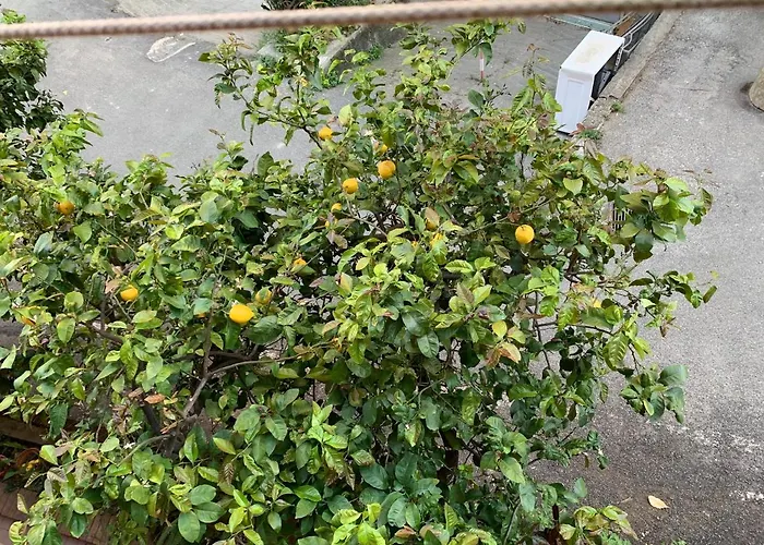 Lejlighed House Sunflower By World